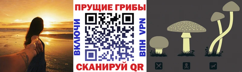 blacksprut зеркало  Давлеканово  Псилоцибиновые грибы GOLDEN TEACHER 